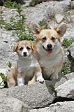 CORGI PEMBROKE 486